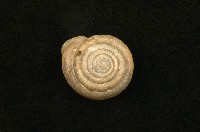 藏品(臺灣大臍蝸牛)的圖片